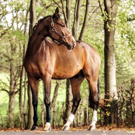 equicrown|EquiCrown .